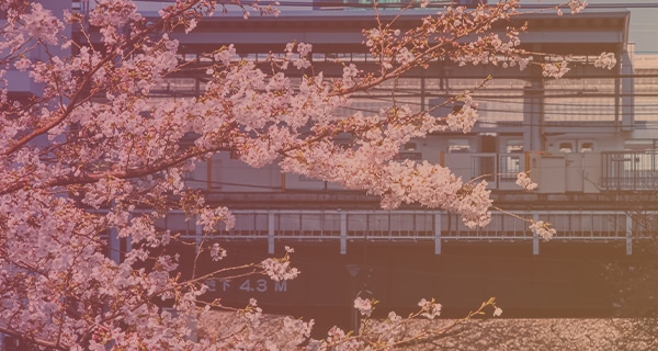 お花 写真